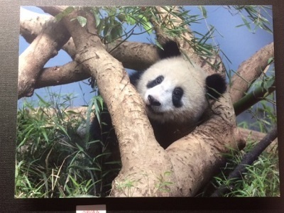 xiangxiang3.JPG
